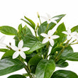 Water Jasmine fragrance note