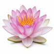 Water lily fragrance note