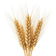 Wheat fragrance note