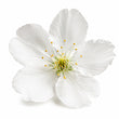 White Blossom fragrance note