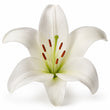 White Lily fragrance note