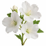 White Musk fragrance note