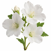 White Musk fragrance note