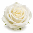 White Rose fragrance note