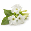 White Tobacco fragrance note