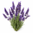 Wild Lavender fragrance note