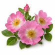 Wild Rose fragrance note