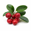 Wintergreen fragrance note