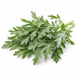 Wormwood fragrance note