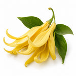 Ylang Ylang fragrance note